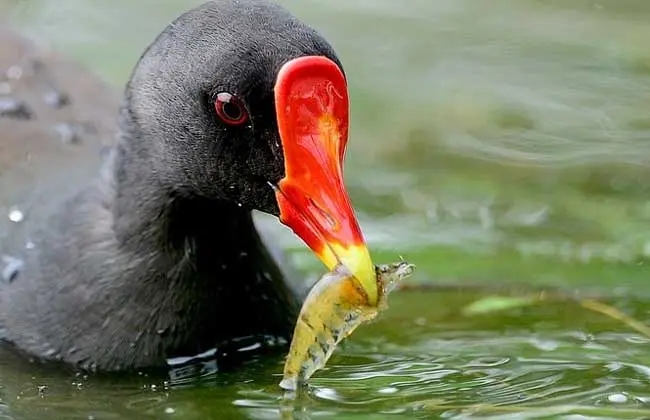 黑水鸡吃什么食物怎么喂养 黑水鸡最爱吃的食物