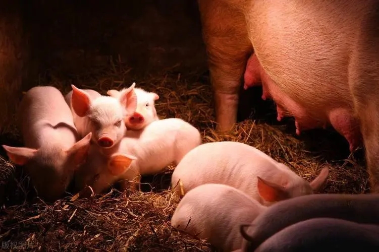 为什么小猪一断奶就容易生病？