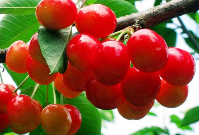 大樱桃最新种植技术 种植樱桃的成本和利润