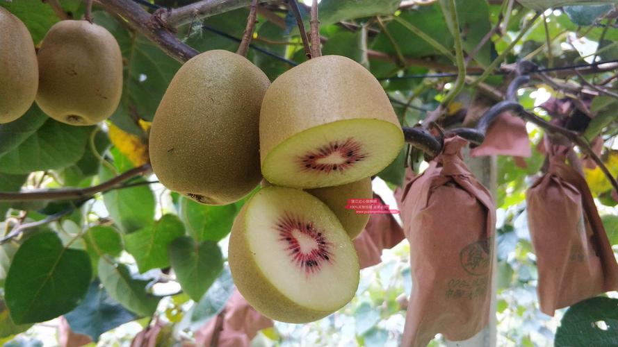 东红猕猴桃的特征特性 红阳猕猴桃品种介绍