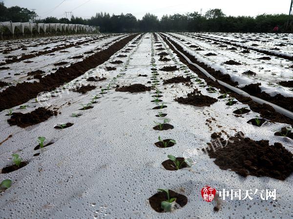 甘蓝地膜覆盖栽培技术