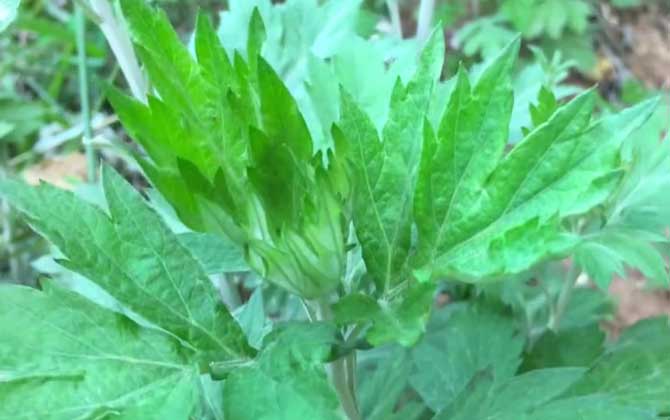 艾蒿和艾草的区别