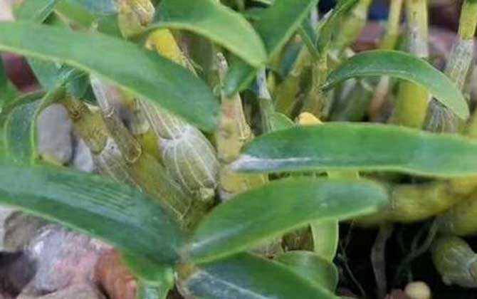 石斛属于什么植物类型？