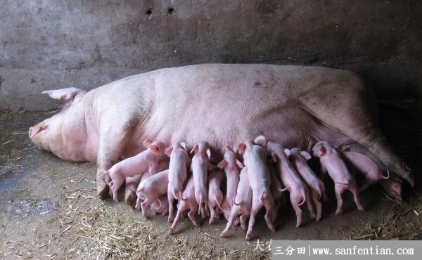 冬季妊娠母猪的饲喂方式详解
