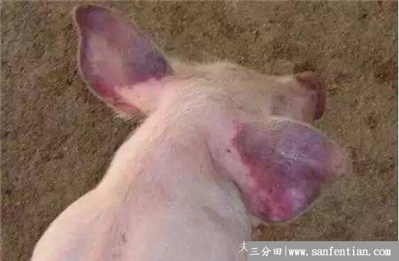 猪蓝耳病的鉴别方法，病猪高烧不退为第一症状