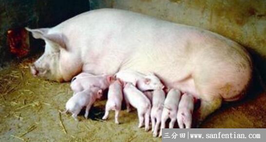 母猪难产的急救方法