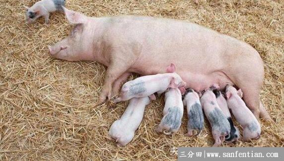 母猪产后护理的常用方法，超级实用的产后护理法