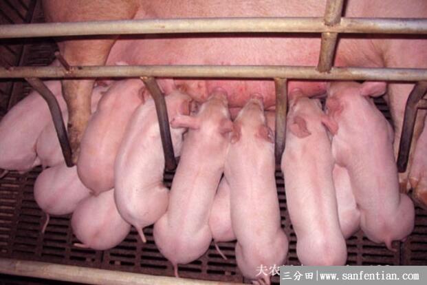 哺乳母猪饲养管理的注意事项