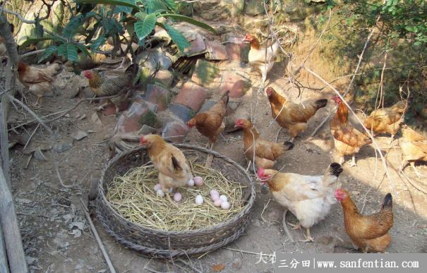 三黄鸡的养殖周期多长