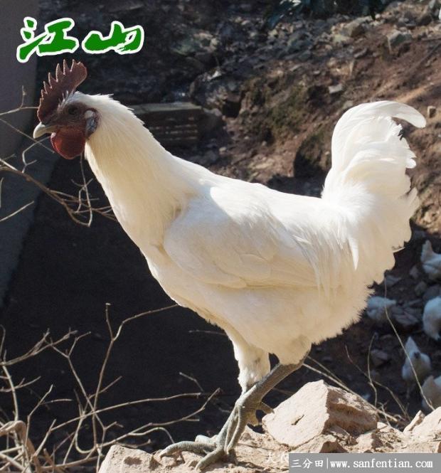 江山乌骨鸡简介，一种全身羽毛洁白的土鸡