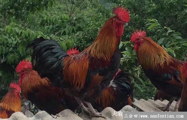 广西名鸡南丹瑶鸡，长在海拔800米以上的土鸡