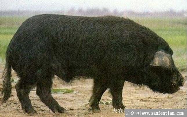 淮安黑猪品种简介，淮安黑猪的几大特点