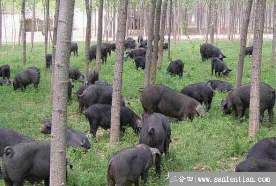 莱芜黑猪品种简介，莱芜当地的名优黑猪