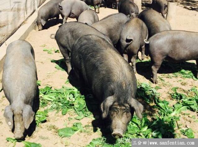 里岔黑猪品种简介，专家眼中“国宝”级的地方猪种