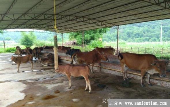 养牛投资大不大，一头牛投资多少钱