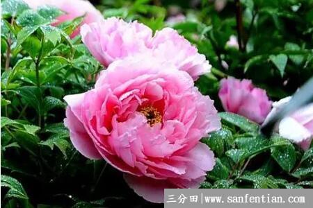 夏天牡丹为什么容易死