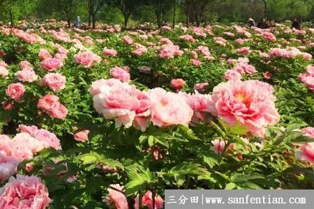 牡丹花烂根后能活吗？