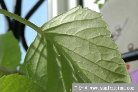 花叶上有小白飞虫怎么办
