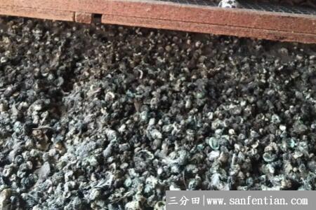 鸟粪能不能直接做花肥
