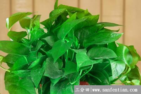 哪些植物适合浇白糖水，绿萝与君子兰都能浇