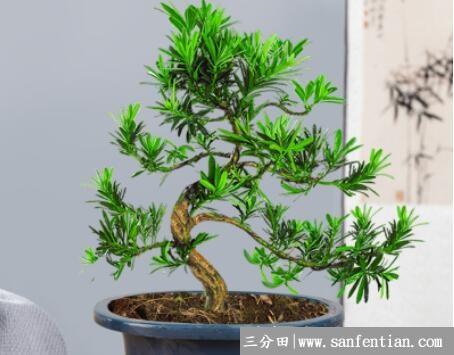罗汉松小苗养粗方法