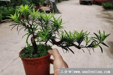 罗汉松粗枝能不能插活