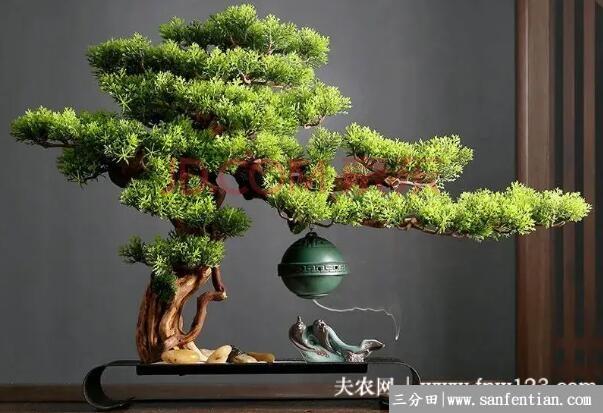 罗汉松叶子干枯发黄怎么处理