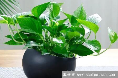种绿萝用多深的盆
