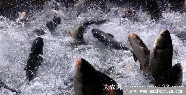 淡水鱼的种类有哪些