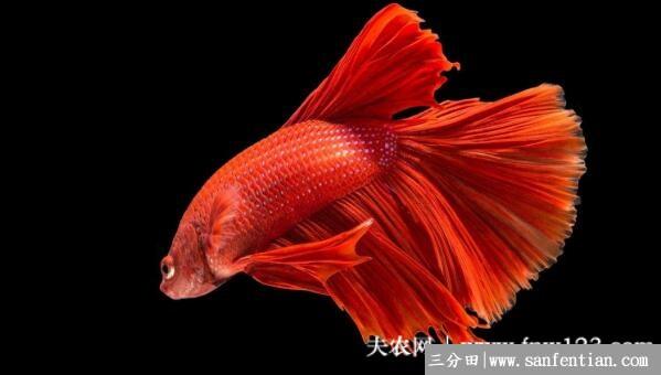 斗鱼怎么养，水温多少合适