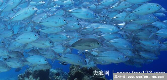 深海鱼的种类有哪些