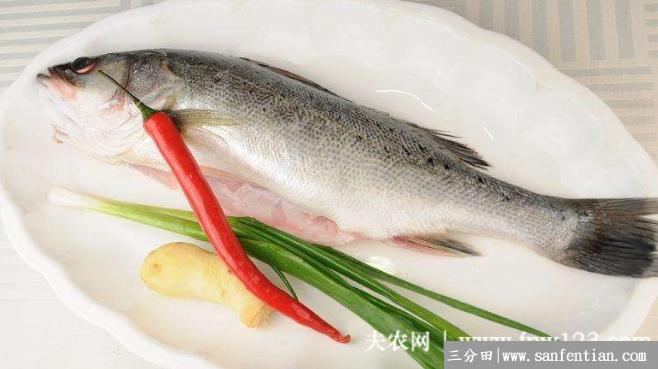 鲈鱼有没有刺