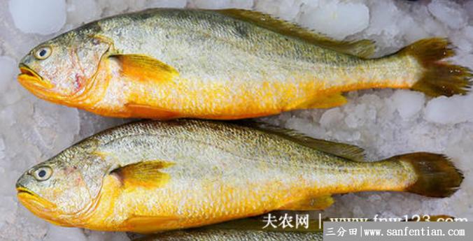 黄鱼是什么鱼，黄鱼是海鱼吗