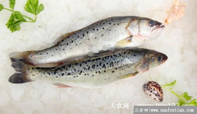杀好后鲈鱼的保鲜储存方法