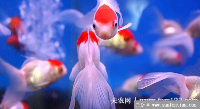金鱼会不会吃米饭