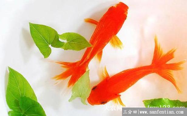 金鱼吃什么食物