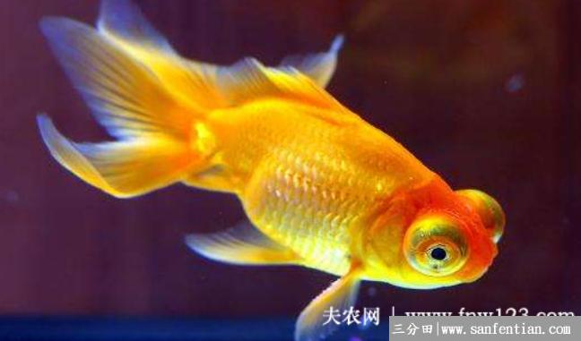 金鱼有没有牙齿