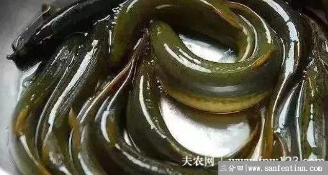 泥鳅是不是鱼