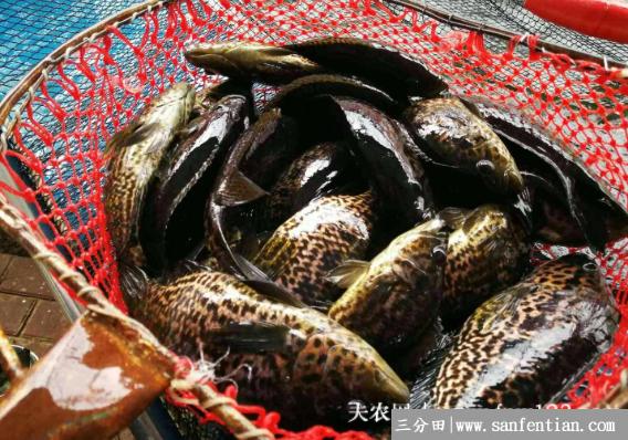 石斑鱼是不是海鱼