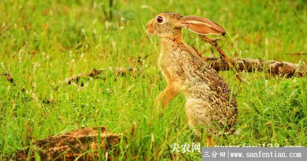 野兔夏季吃什么食物