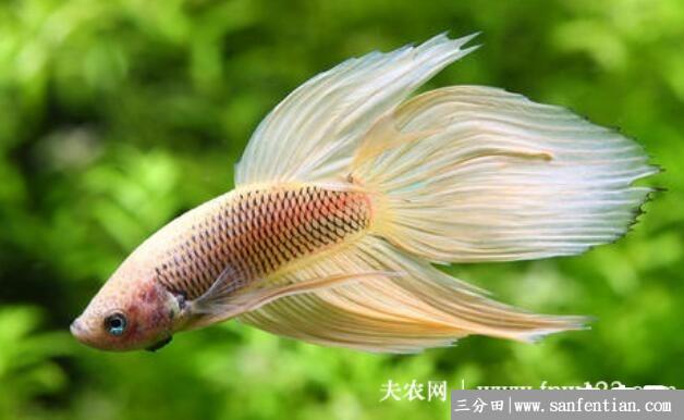 斗鱼怎么分公母，斗鱼怎么繁殖