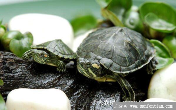 巴西龟能长多大，巴西龟能活多久