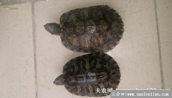 巴西龟怎么看年龄，巴西龟寿命一般有多少年