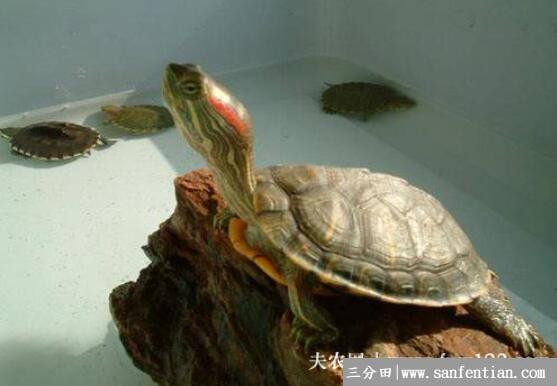 巴西龟对人的危害，养巴西龟对人体的害处