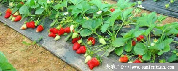 草莓冬天能种吗