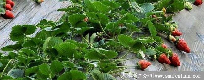 草莓能打农药吗，适合草莓用的农药有哪些