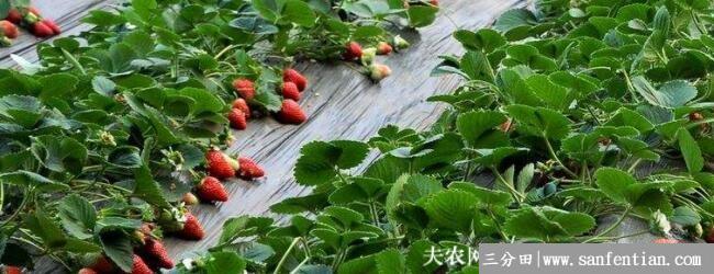 草莓多久浇一次水，不同季节怎么浇水