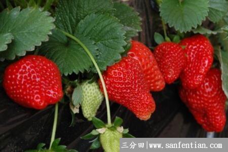 草莓匍匐茎的移栽条件，草莓匍匐茎的移栽方法